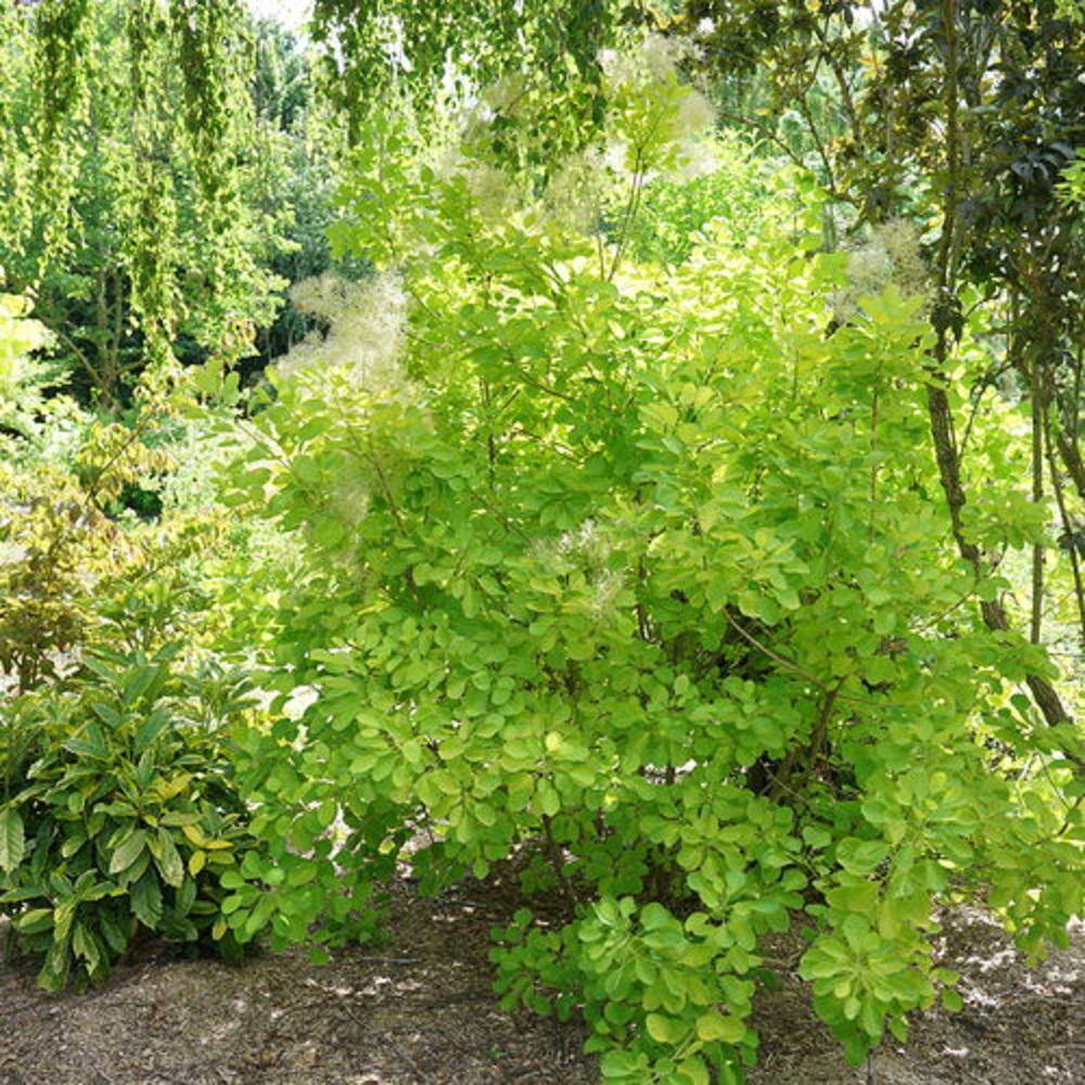 PROVEN WINNERS 3 Gal. Winecraft Gold Smokebush Live Flowering Shrub with Orange to Chartreuse Green Foliage and Pink Flowers (1-Pack) SMOKE3WGS1PK