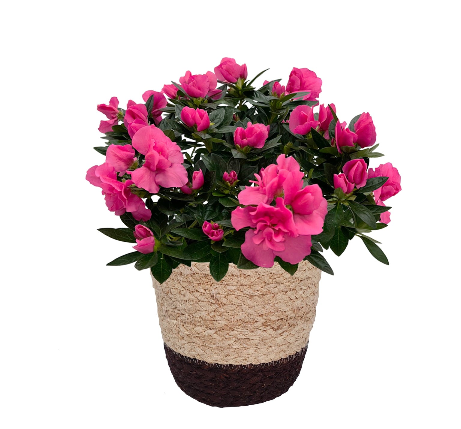 Better Homes and Gardens 6-Inch Assorted Mother's Day Azalea Live Plant with Decorative Pot