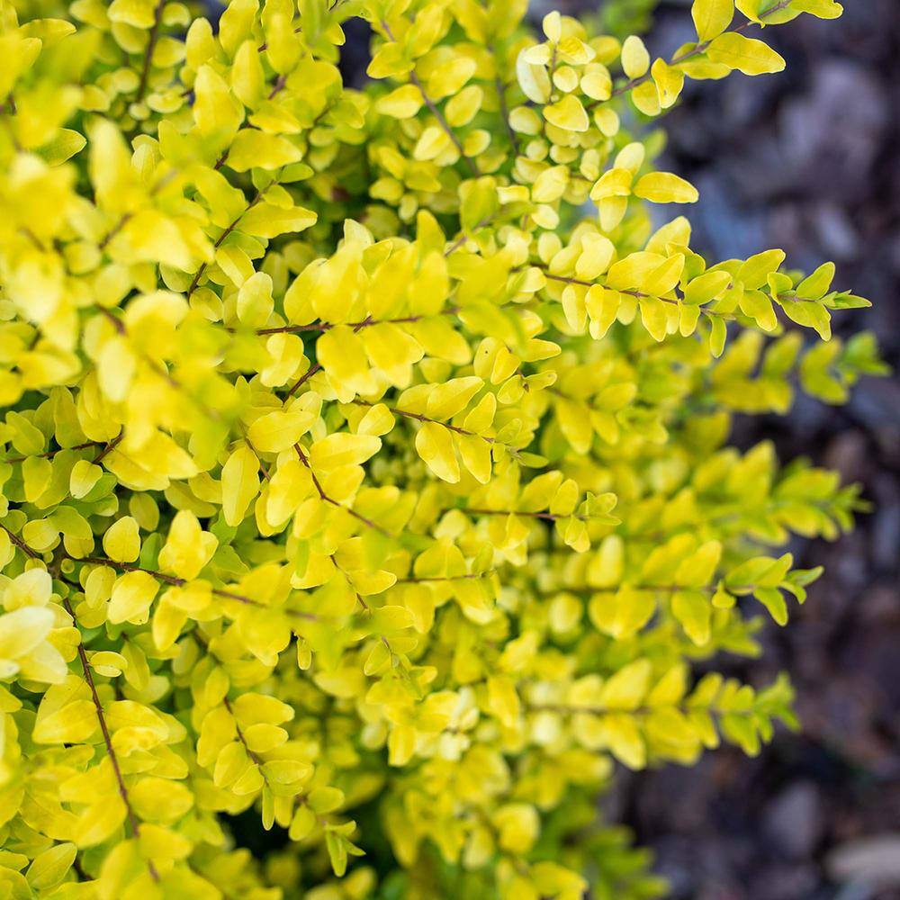 Perfect Plants Sunshine Ligustrum in 3 Gal. Grower's Pot Beautiful Unique Foliage THD00320