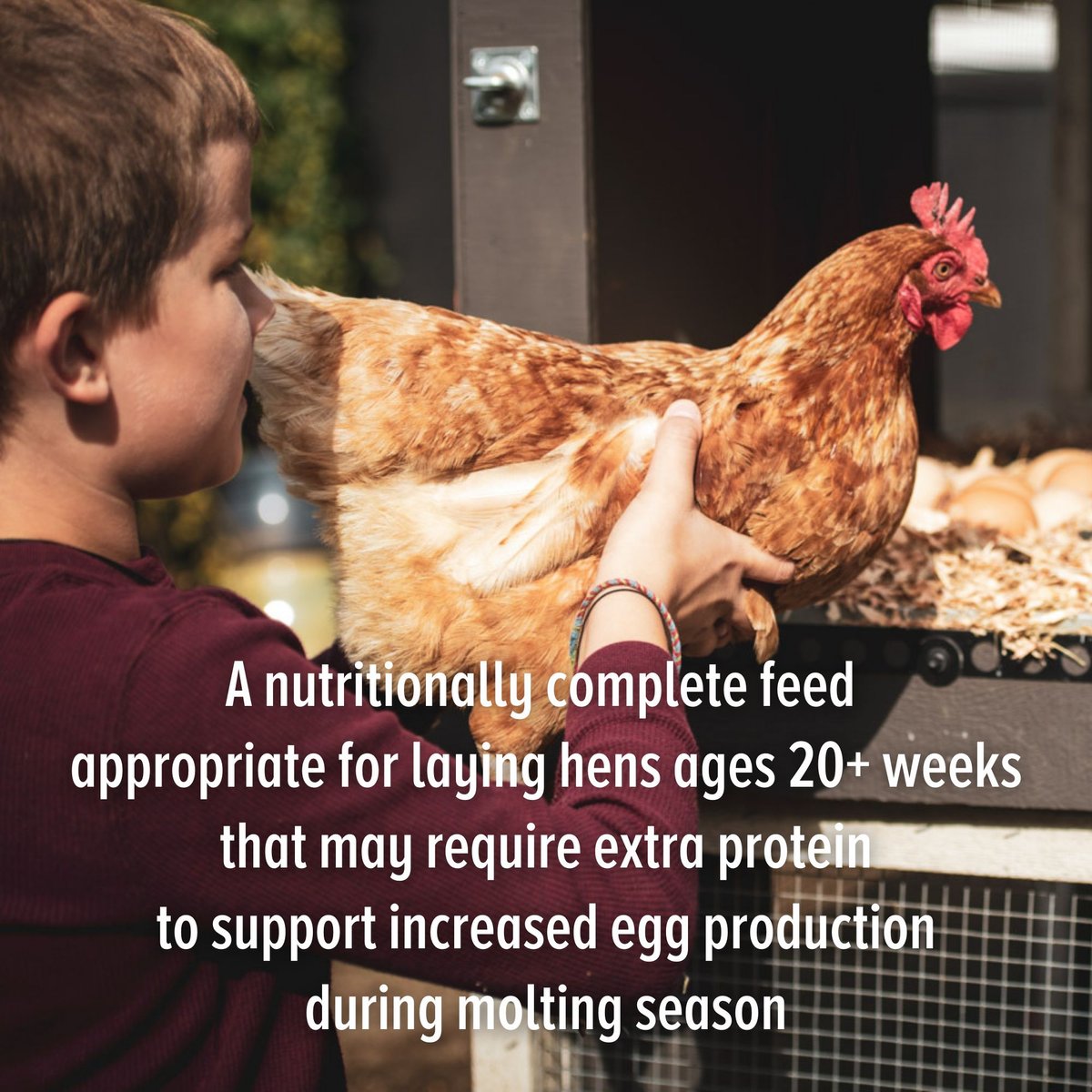 Scratch and Peck Feeds Organic Layer 16% Poultry Feed