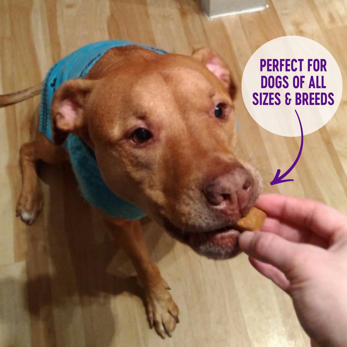 Wellness WellBars Grain-Free Crunchy Peanuts and Honey Baked Dog Treats