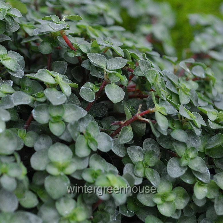 Pilea Glauca， Red Stem Pilea， Silver Sprinkles， Aquamarine - Pot Size: 3