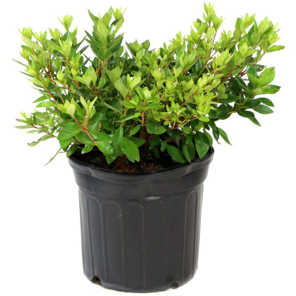 national PLANT NETWORK 2.25 Gal. Azalea Formosa Flowering Shrub with Purple Blooms HD7005