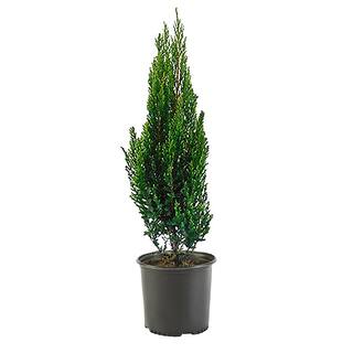 2.25 Gal. Blue Point Juniper Plant with Blue-Green Foliage 13821