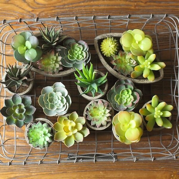 RusticReach Artificial Small Succulent Planter Randomly Picked Set of 5