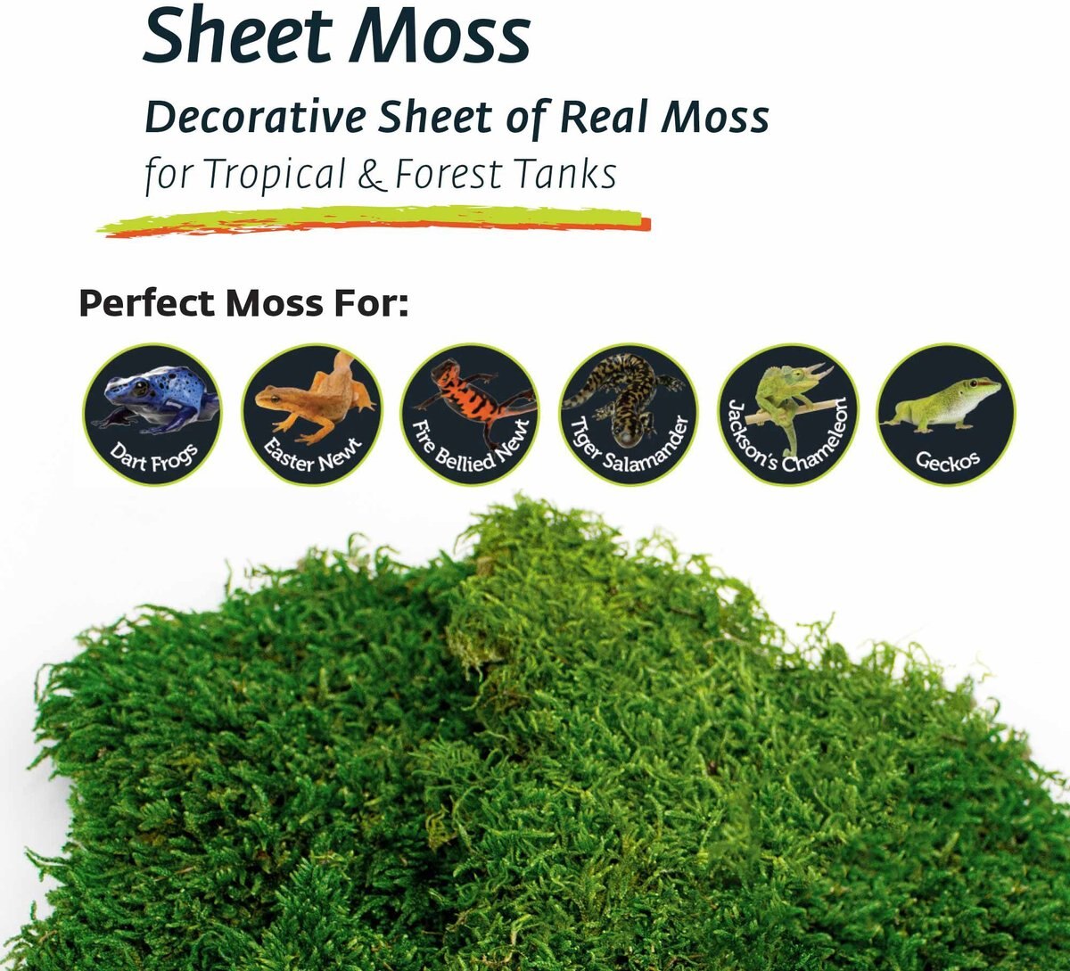 Galapagos Sheet Moss Reptile and Amphibian Terrarium Moss， Fresh Green