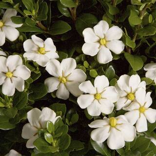 SOUTHERN LIVING 2 Gal. Scent Amazing Gardenia Shrub with White Flowers 14421