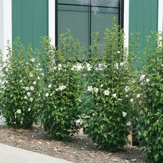 PROVEN WINNERS 2 Gal. White Pillar Rose of Sharon (Hibiscus) Plant with White Flowers 14761