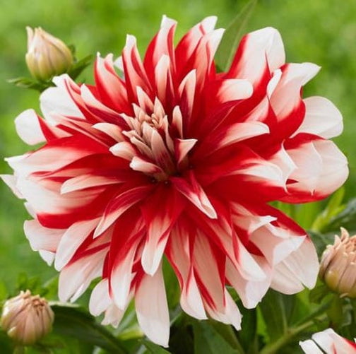 Blue Buddha Farm: Catching Fire Decorative Dahlia Bulb - Easy to Grow Indoor or Outdoor Perennial Plant