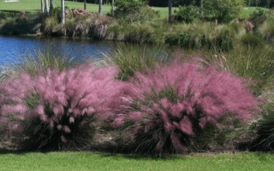 3 Pink Muhly Grass Plants in seperate 4 Inch Containers