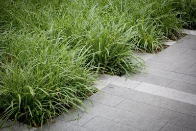 Classy Groundcovers - Sedge 'Ice Dance' Japanese Variegated Sedge， Frosted Sedge， Rush {25 Pots - 3 1/2 inch Square}