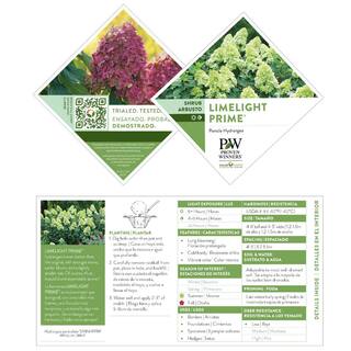 PROVEN WINNERS 5 Gal. Limelight Prime Hydrangea Shrub with Green to Pink Flowers 16706