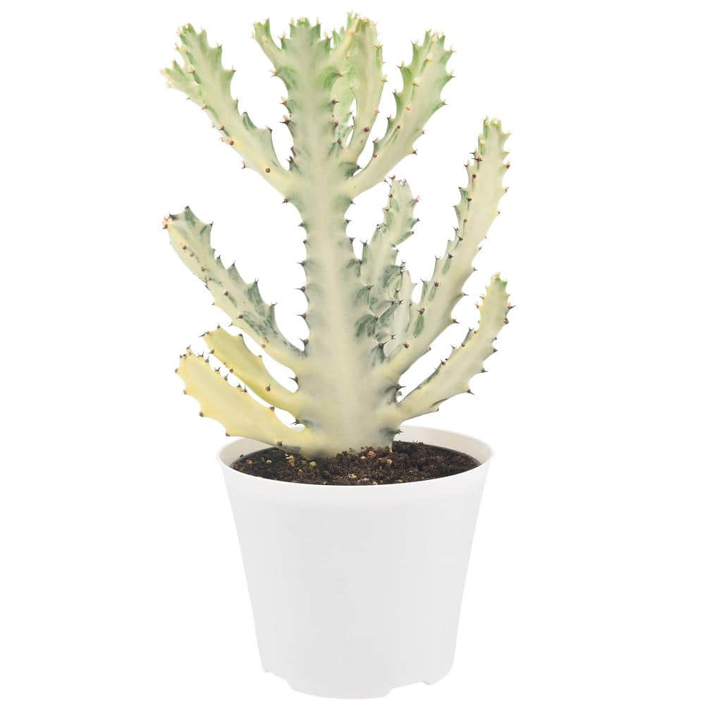 Arcadia Garden Products 6 in. Ghost Dragon Bone Cactus in White Plastic Grower Pot LV94