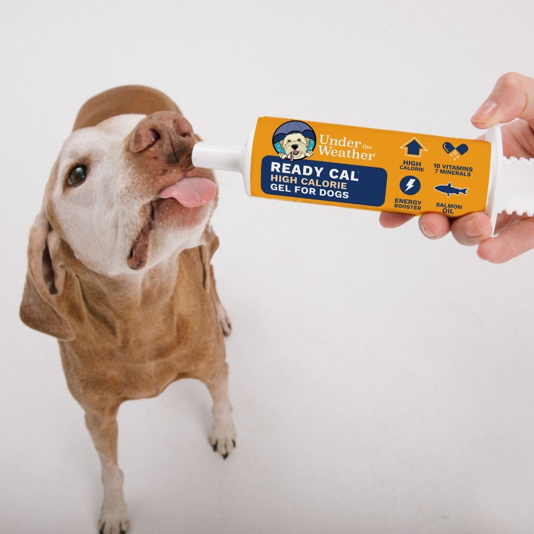 Under the Weather Ready Cal High Calorie Food Nutritional Gel Dog Supplement