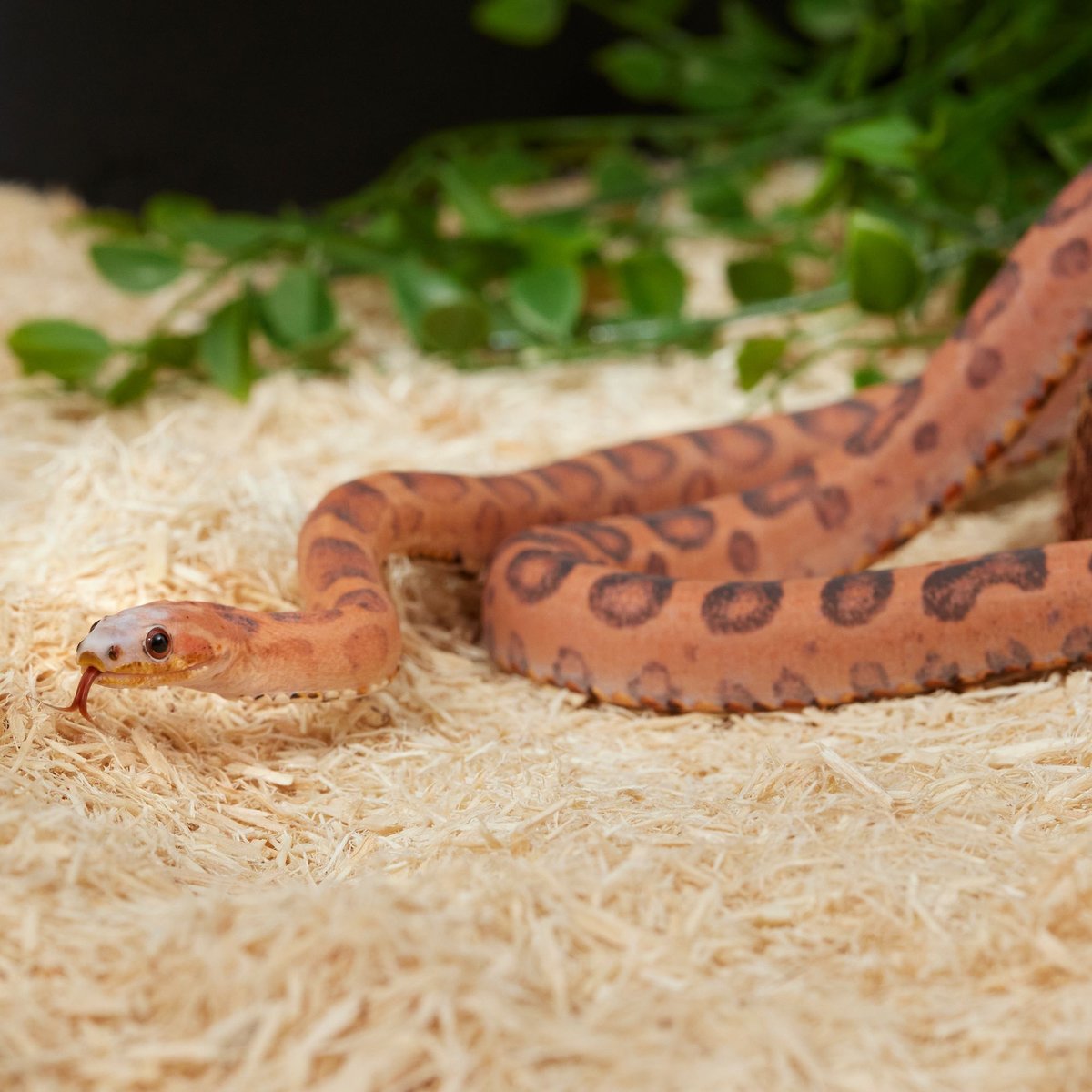 Frisco Aspen Snake Bedding