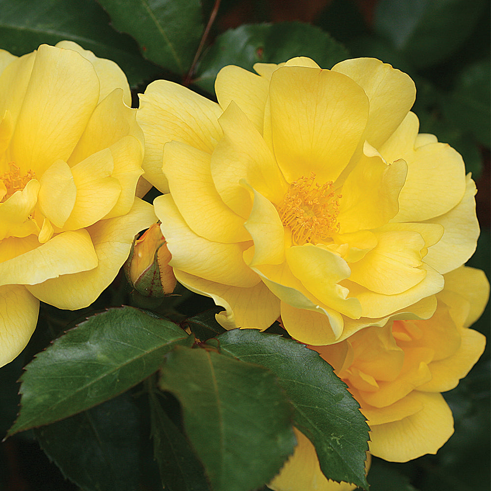 Heirloom Roses Shrub Rose Bush - The Morning Has Broken™ Live Plant ， Fragrant Plants For Outdoors ， Yellow Own Root Bushes For Planting ， One Gallon Potted Outdoor Flowers