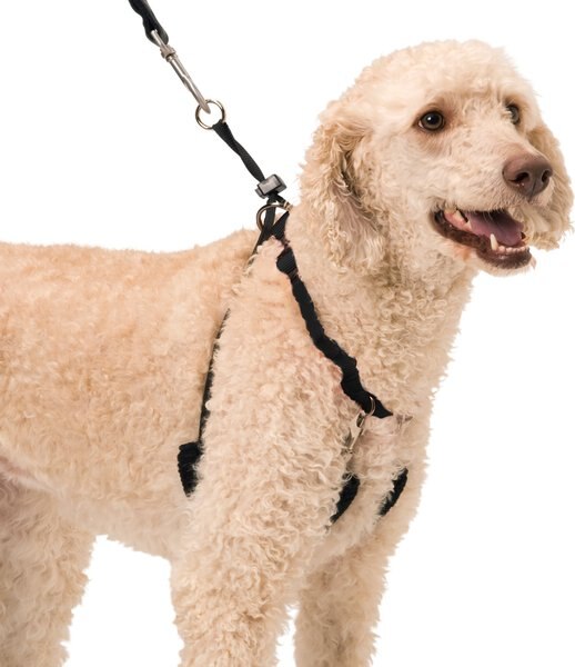 Sporn Original Training Dog Halter