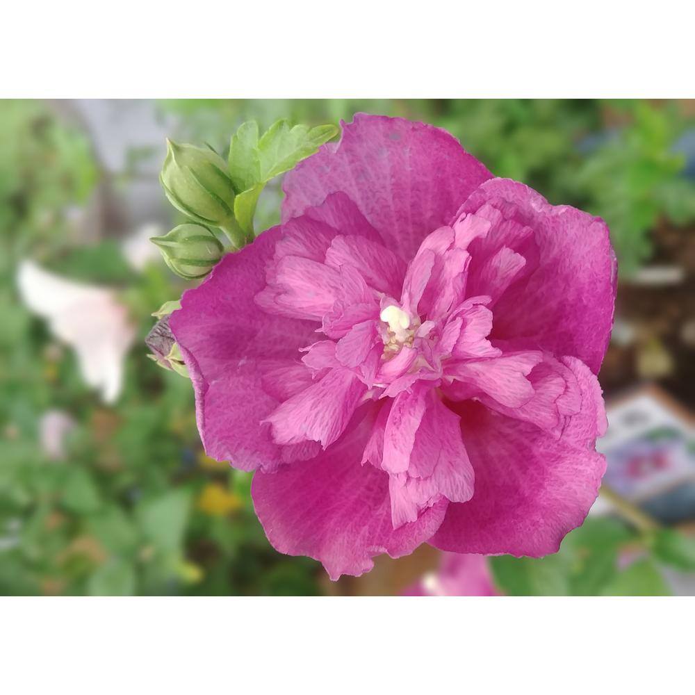 Online Orchards 1 Gal. Lucy Rose of Sharon Hibiscus Shrub Unique Ruffled Pink Flowers Among the Toughest Flowering Shrubs SBHB003