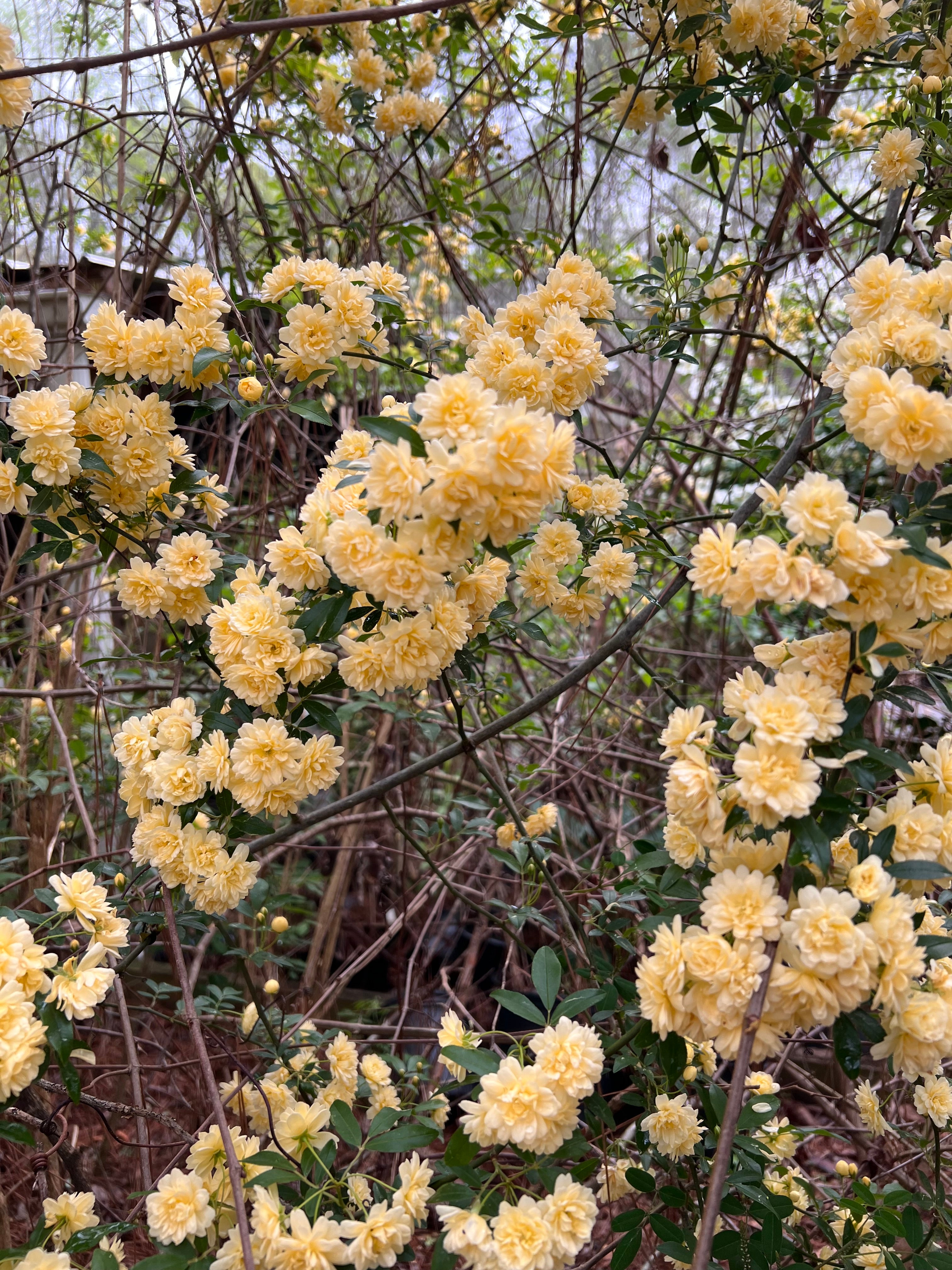 Yellow Lady Banks Rose