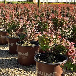 Alder  Oak #3 Container 'Orange Rocket' Barberry Shrub BEOR03