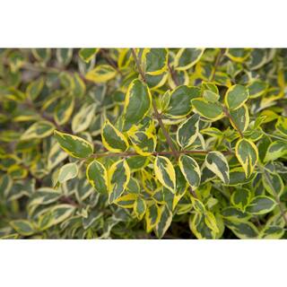 SOUTHERN LIVING 2 Gal. Miss Lemon Abelia Plant with Bright Variegated Yellow Foliage 14401