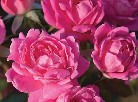 Knock Out Double Pink Rose Plant - 1 Gallon