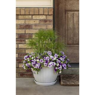 PROVEN WINNERS 4.25 in. Eco+Grande Superbells Grape Punch (Calibrachoa) Live Plant Purple Flowers (4-Pack) BELPRW3067504