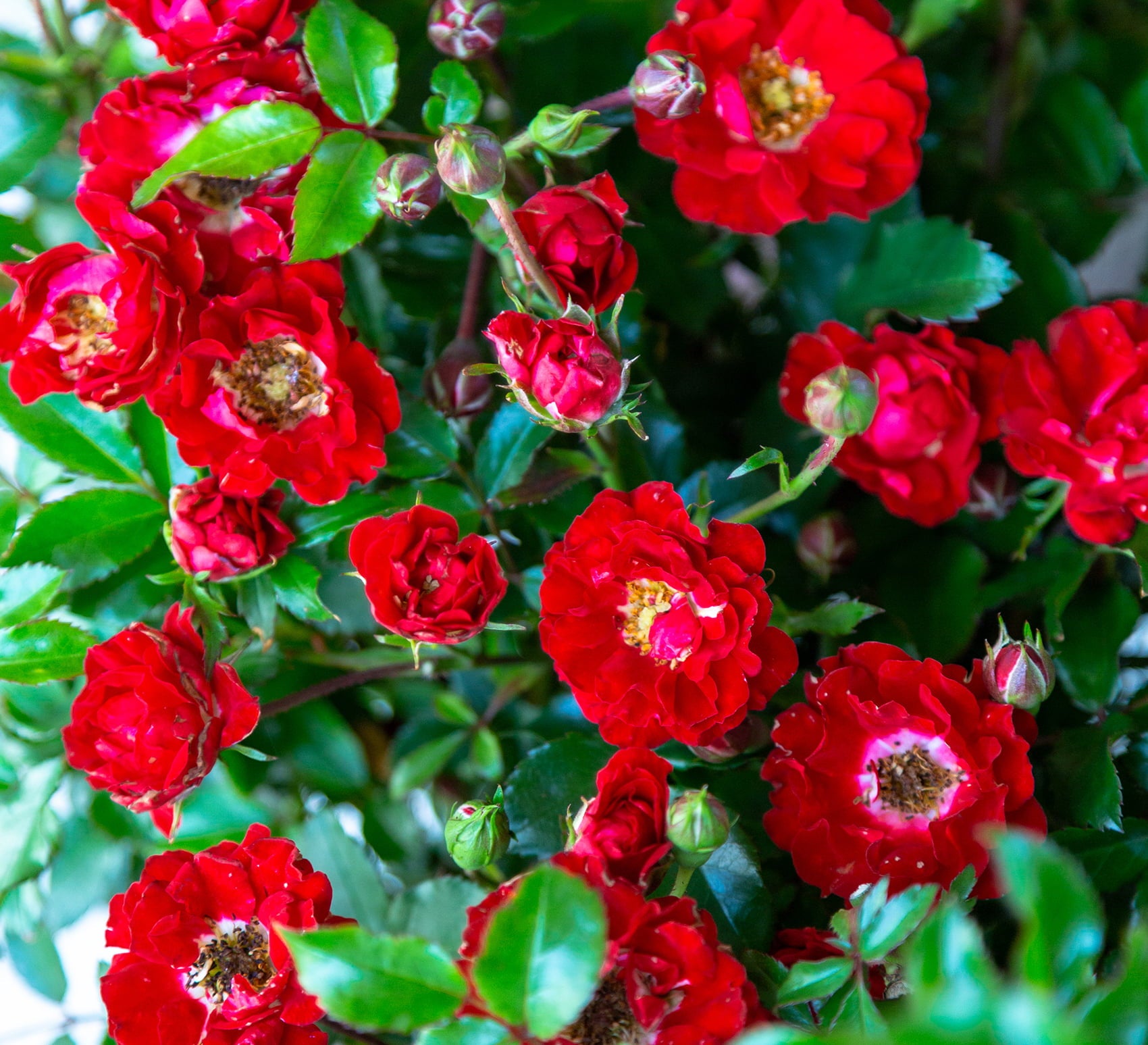 It's A Breeze Rose (2.5 Quart) Low-Growing Groundcover Semi-Evergreen Flowering Shrub with Red Blooms - Full Sun Live Outdoor Plant - Southern Living Plant Collection