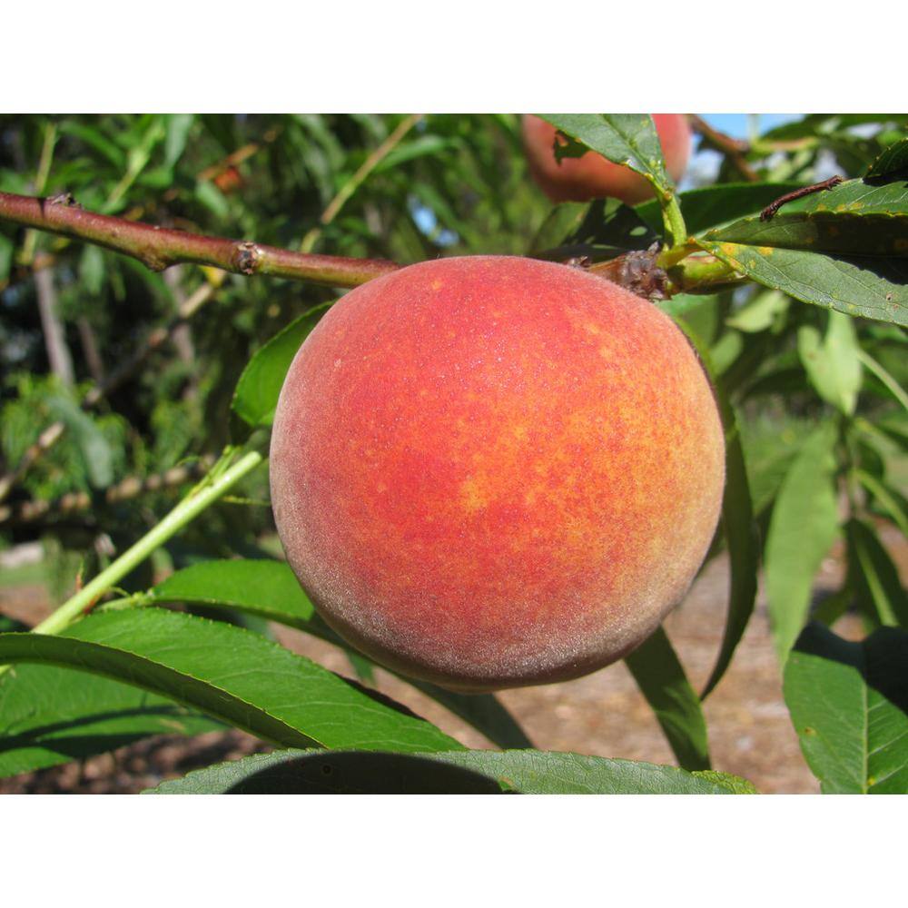 Online Orchards 3 ft. Red Haven Semi Dwarf Peach Tree with Delicious Self Pollinating Fruit FTPE201