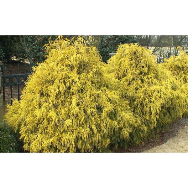 1 Gal. Kings Gold Threadbranch Cypress Shrub Brings Rich， Permanent Color To Any Landscape