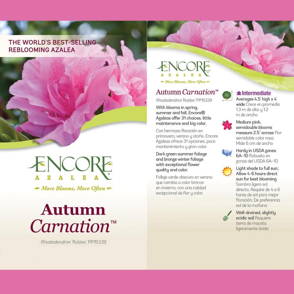 ENCORE AZALEA 1 Gal. Autumn Carnation Shrub with Semi Double Pink Flowers 10325