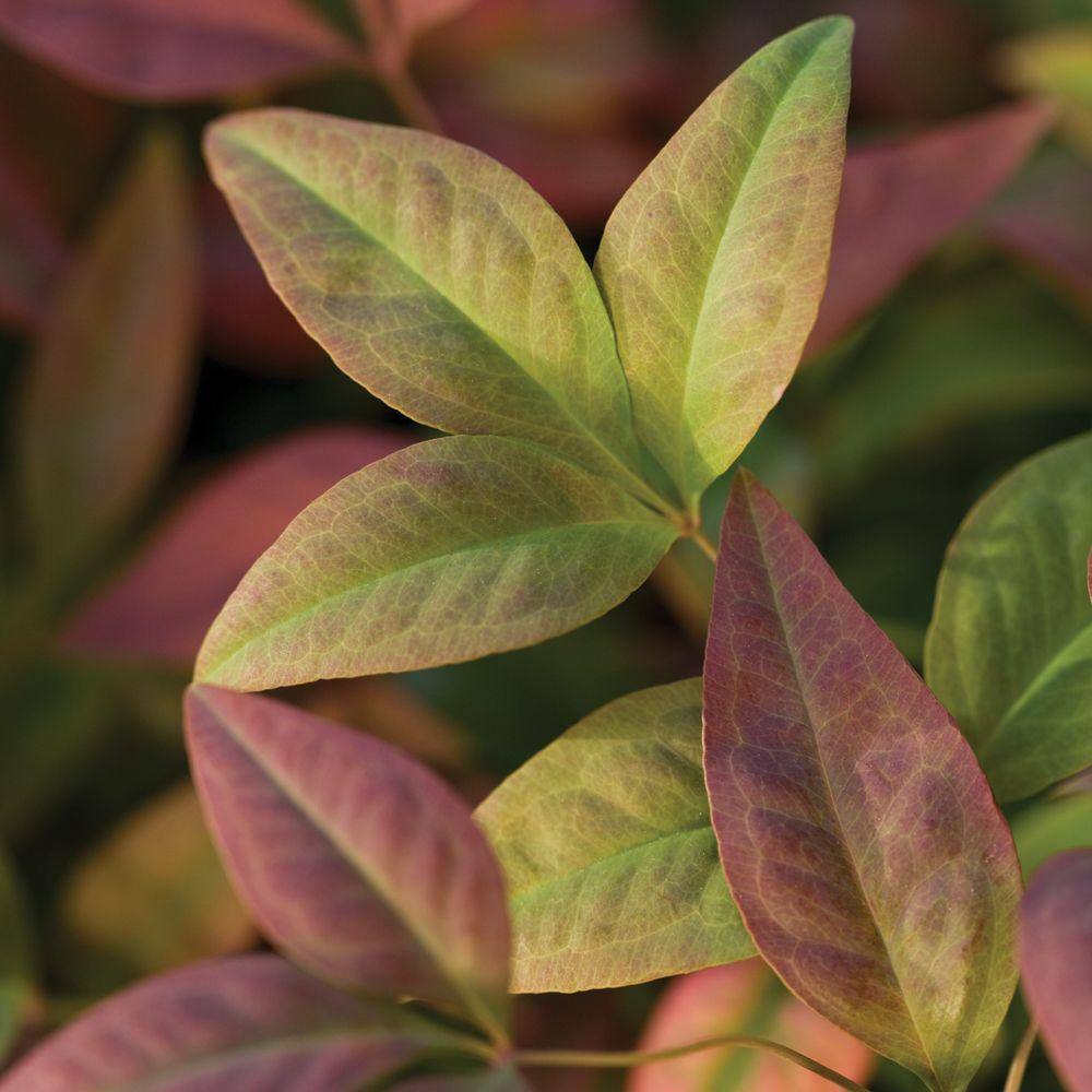 SOUTHERN LIVING 2 Gal. Blush Pink Nandina Live Evergreen Shrub Pink to Red Blushing Foliage 43072