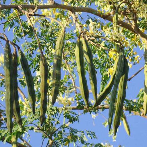 Drumstick Tree - Moringa Oleifera