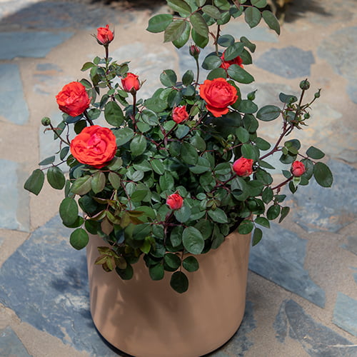 True Bloom by Altman Plants 8QT True Passion Rose Live Plant