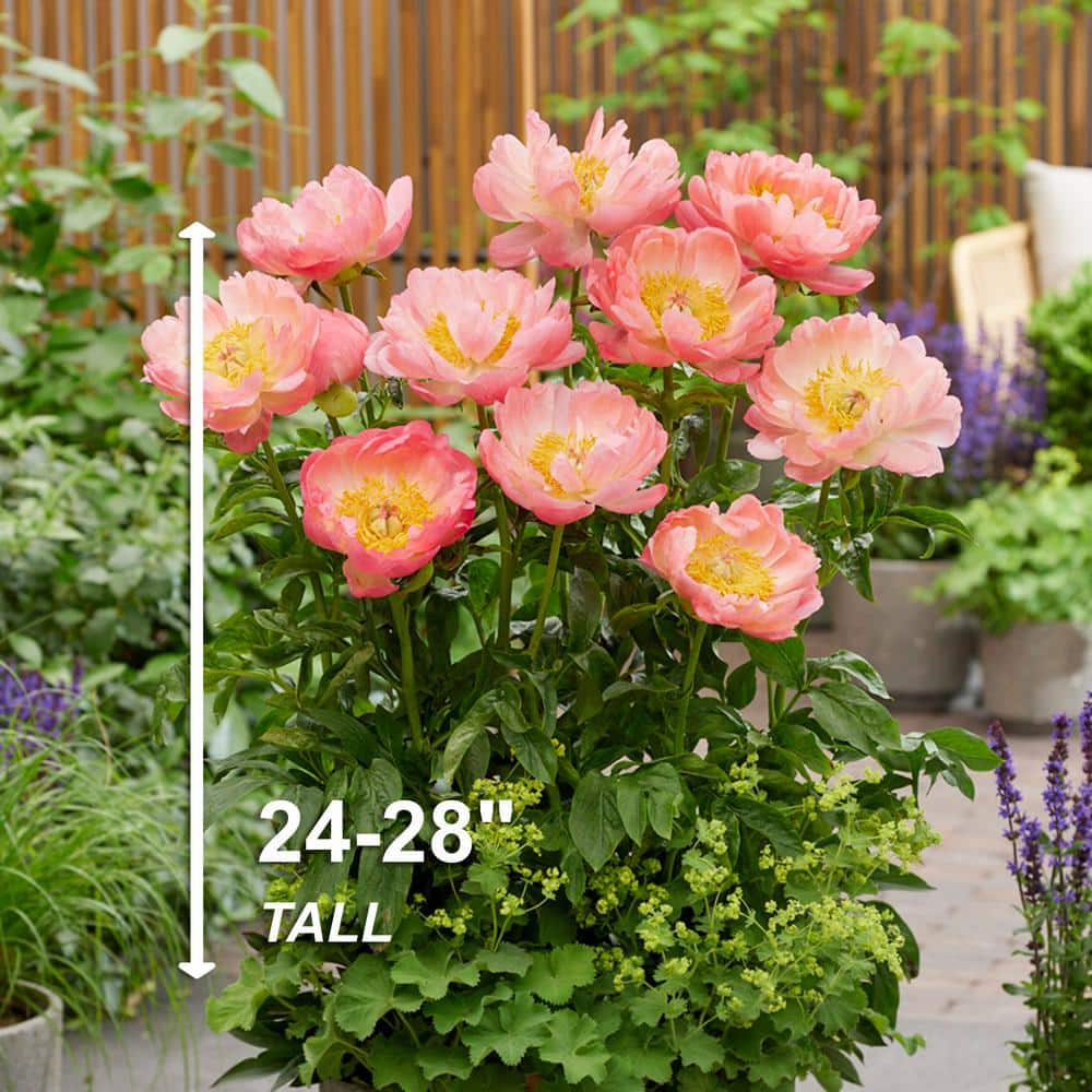 Garden State Bulb 23 Eyes Coral Sunset Peony Flower Bulbs Bare Roots (Bag of 3) ECS-72-03-01