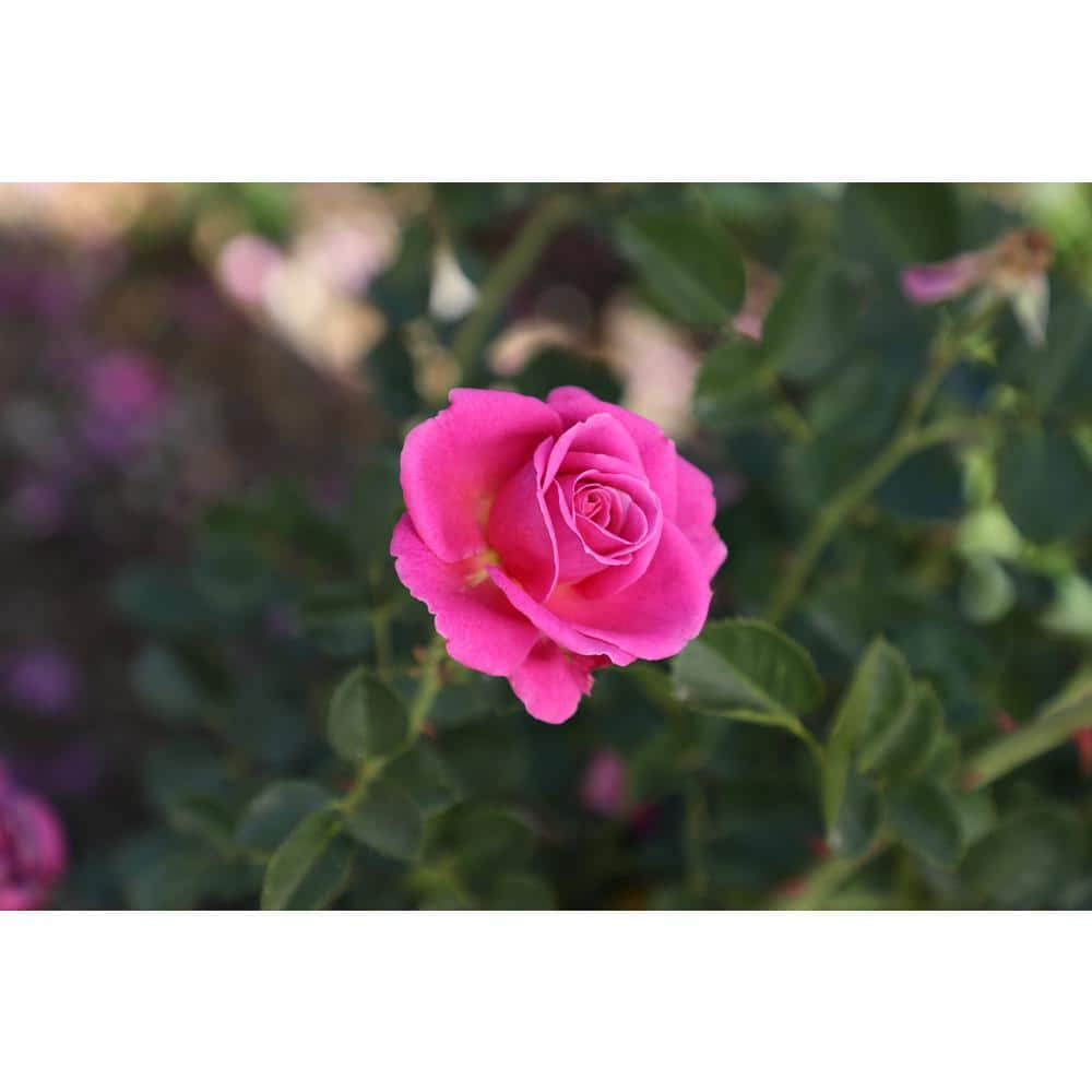 ALTMAN PLANTS 8 Qt. True Bloom True Gratitude Rose with Pink Flowers 0872515