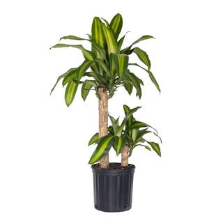 United Nursery Dracaena Mass Cane Corn Plant 2 Stem Plant in 9.25 inch Grower Pot 73823