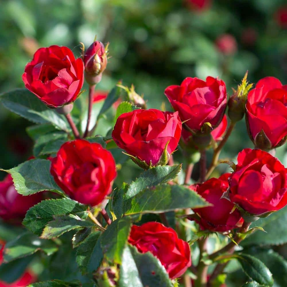 KNOCK OUT 1.5 Gal. Petite Knock Out Rose Bush with Red Flowers 13417