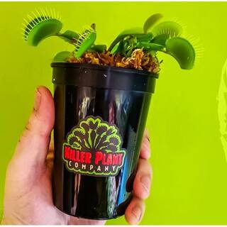 KILLER PLANT COMPANY Carnivorous Plant Soil - Sphagnum Peat Moss Perlite Mix 1:1 Ratio - For Venus Fly Traps Sundews and Pitcher Plants 1