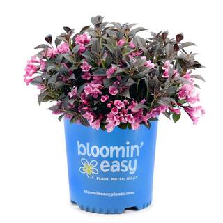 BLOOMIN' EASY 1 Gal. Stunner Weigela Live Shrub Vivid Pink Flowers DGWE4879