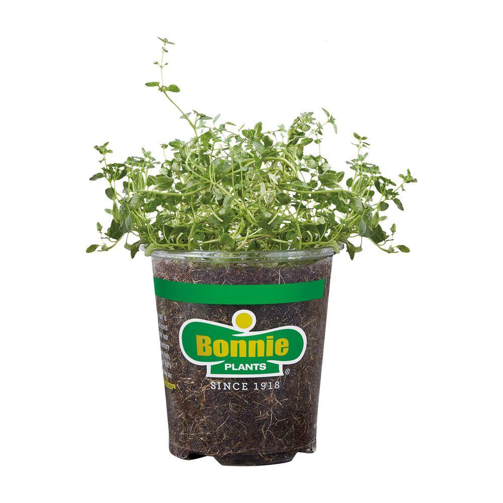 Bonnie Plants 19 oz. English Thyme Herb Plant 1003800625