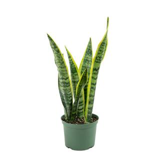 national PLANT NETWORK 6 In. Snake Plant 'Laurentii' Sansaveria Plant in black pot HD7313