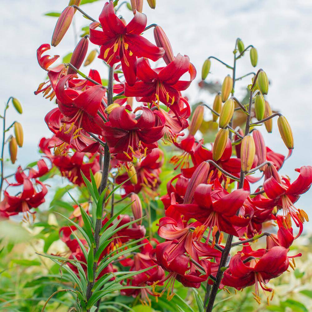 Garden State Bulb 14 cm16 cm Asiatic Lily Red Velvet Flower Bulbs (Bag of 10) ECS-38-10-01