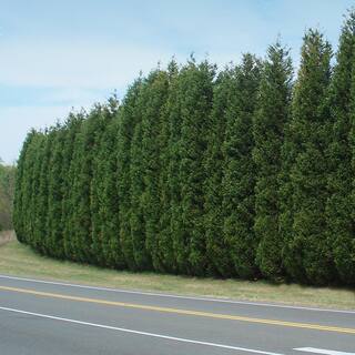 Brighter Blooms 3 Gal. Evergreen Leyland Cypress Trees CYP-LEY-34