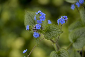 1 Gal. Queen of Hearts (Brunnera) Live Plant， Silver Foliage