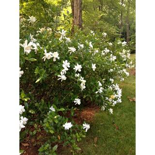 MCCORKLE 2 Gal. Echo Heaven Scent Gardenia Live Evergreen Shrub Boxwood-like Dense Small Leaves White Fragrant Blooms 11013