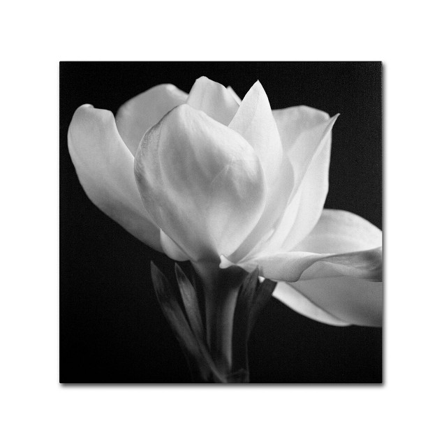 Trademark Fine Art michael Harrison x27 gardenia x27 Canvas Art