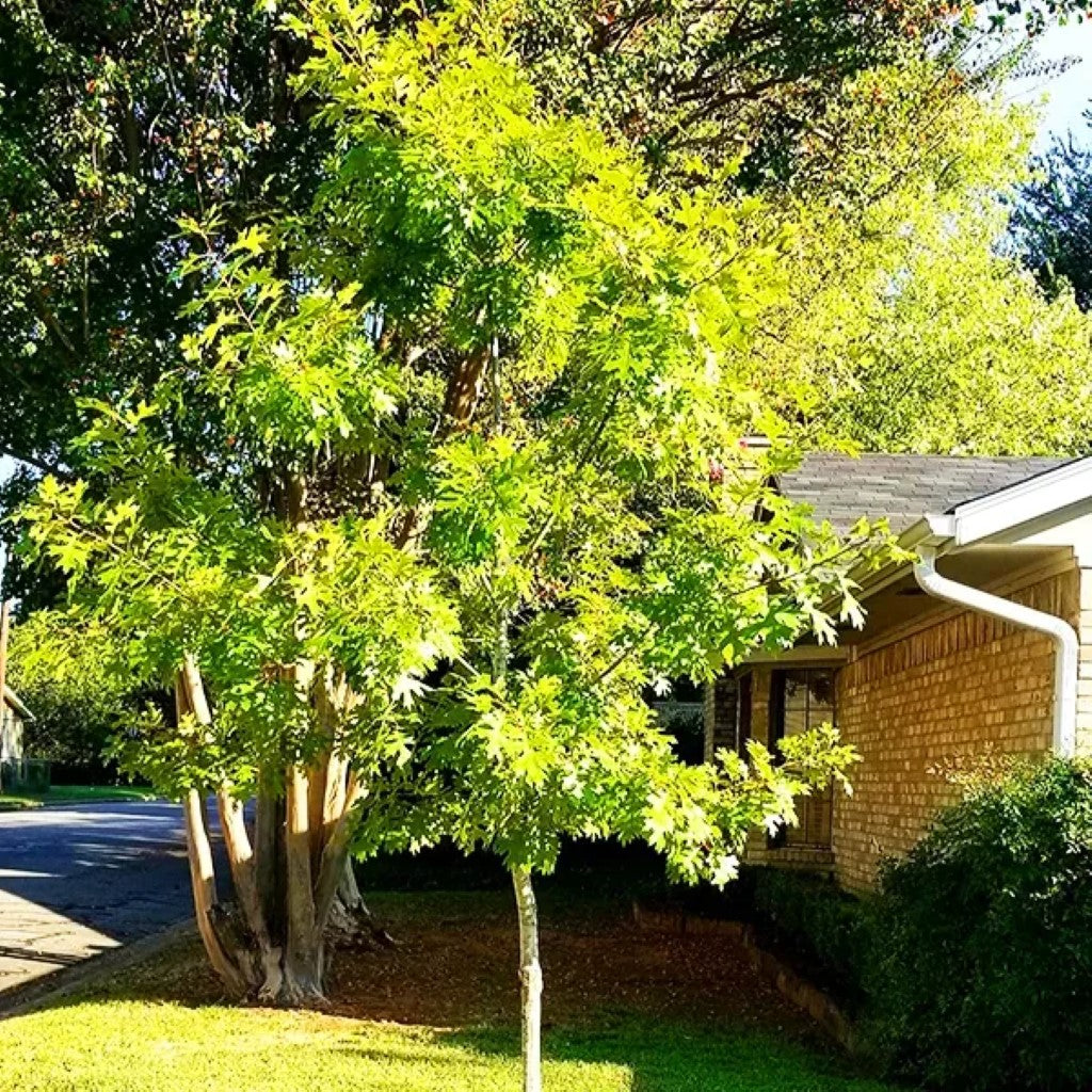 Nuttall Oak Tree