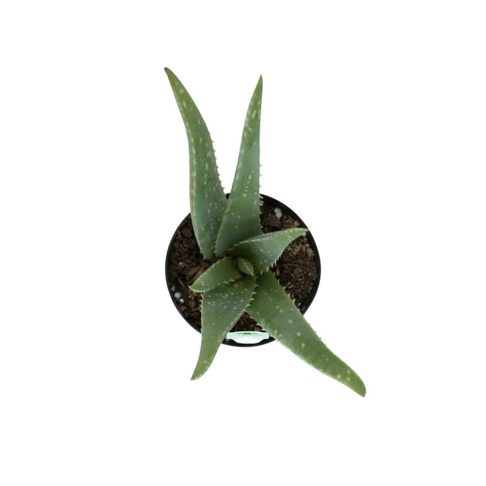 SMART PLANET 3.5 in. Aloe Vera Plant 0881032