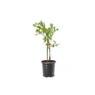 1 Gal. Parfianka Pomegranate Tree POMPAR01G